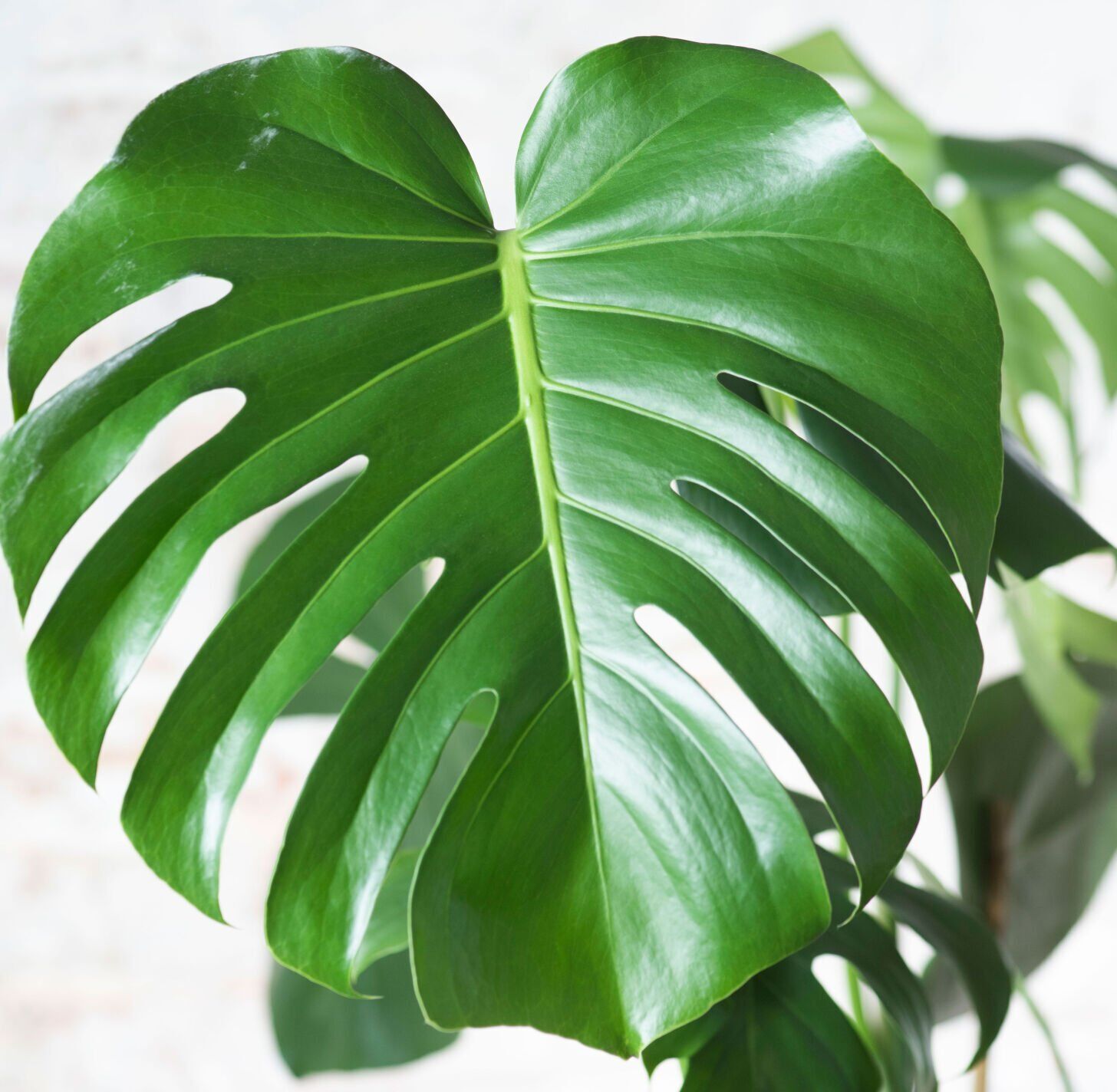 Monstera deliciosa